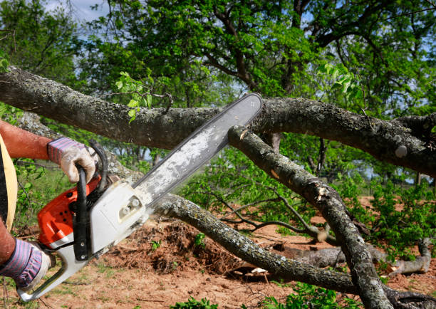 Best Affordable Tree Service  in Citrus Hills, FL